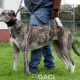SAOIRSE-greyhound-F-Gaci (10)