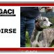 SAOIRSE-greyhound-F-Gaci (11)