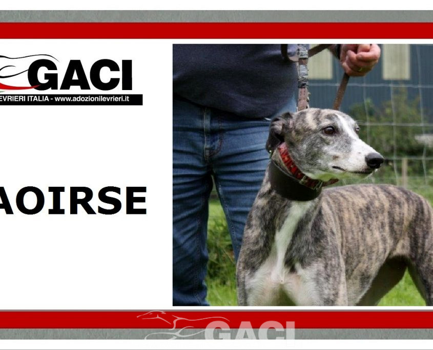 SAOIRSE-greyhound-F-Gaci (11)