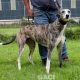 SAOIRSE-greyhound-F-Gaci (2)