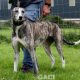 SAOIRSE-greyhound-F-Gaci (3)