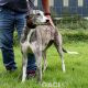 SAOIRSE-greyhound-F-Gaci (4)