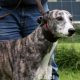 SAOIRSE-greyhound-F-Gaci (5)