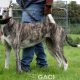 SAOIRSE-greyhound-F-Gaci (6)