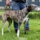 SAOIRSE-greyhound-F-Gaci (7)