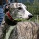 SAOIRSE-greyhound-F-Gaci (8)