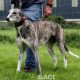 SAOIRSE-greyhound-F-Gaci (9)