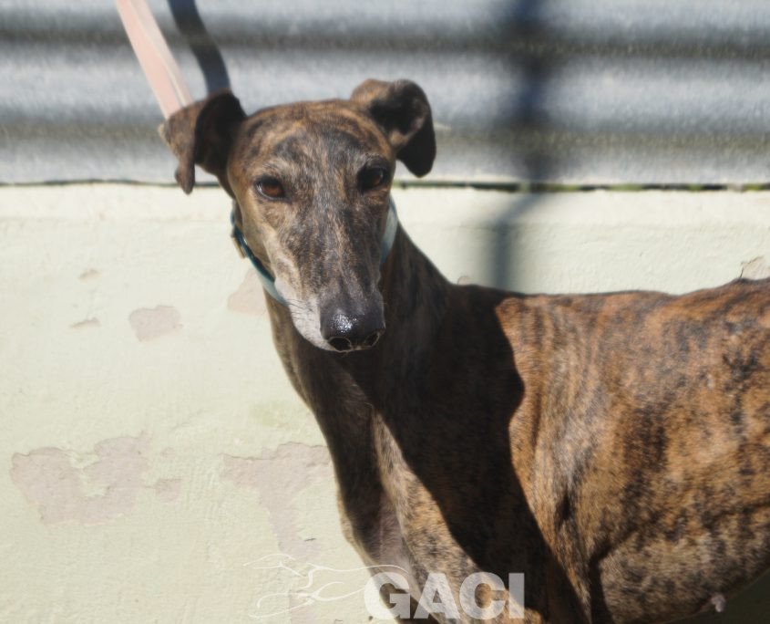 P201004_01 MERIDA H1,5 941000024053835 ( CEDIDA) (1)