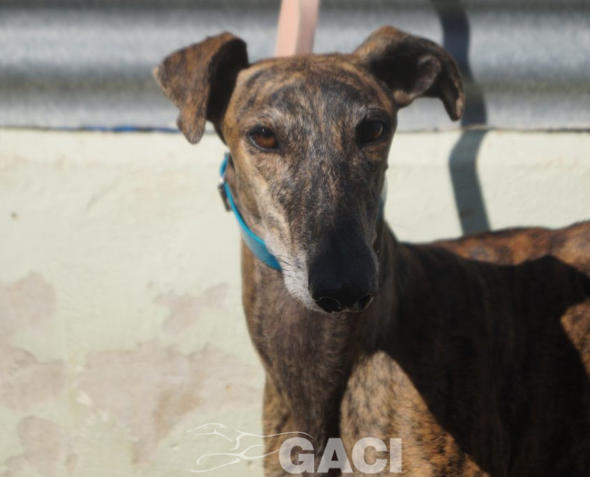 P201004_01 MERIDA H1,5 941000024053835 ( CEDIDA) (2)