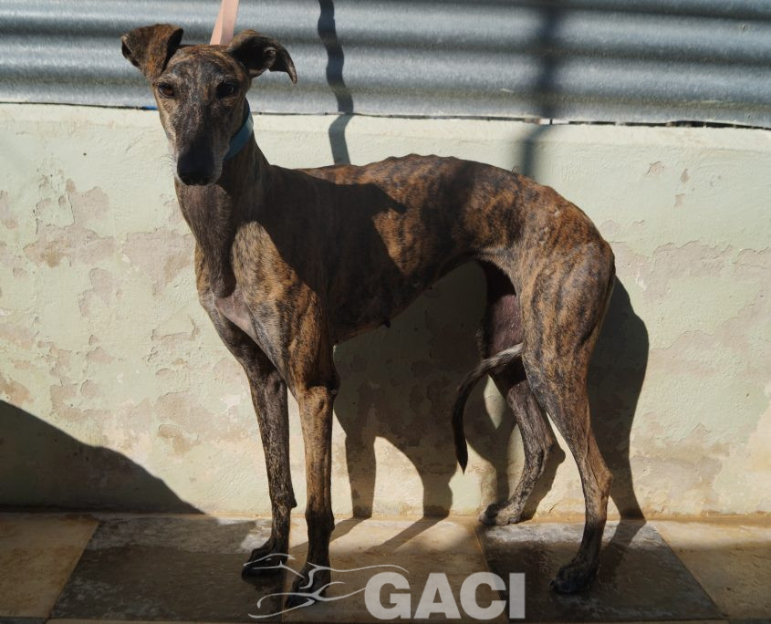 P201004_01 MERIDA H1,5 941000024053835 ( CEDIDA) (4)