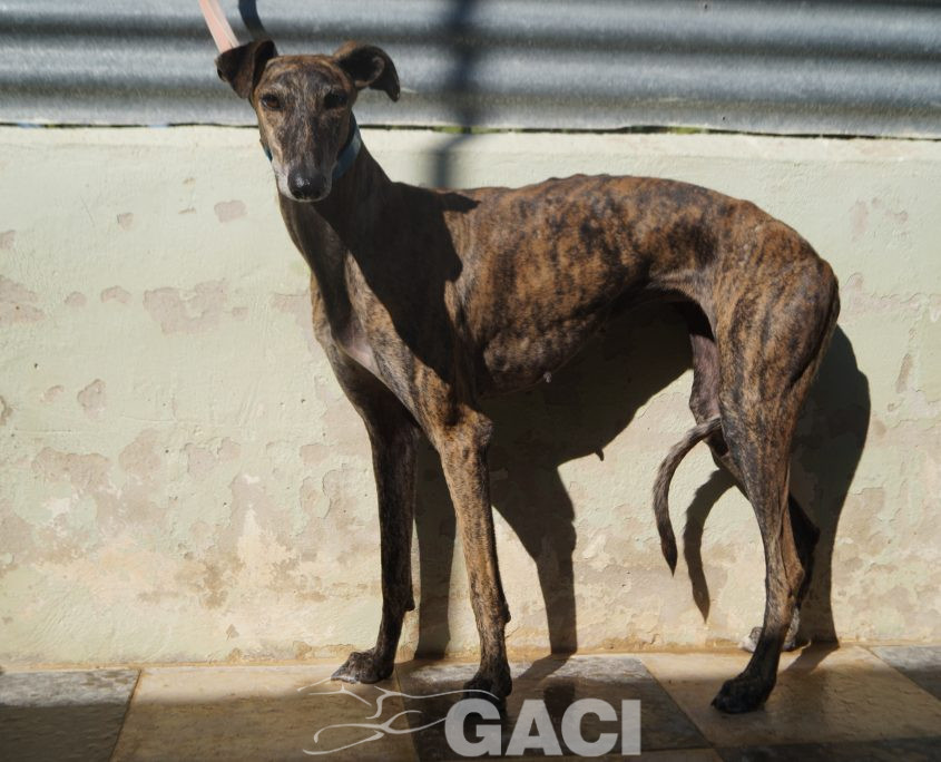 P201004_01 MERIDA H1,5 941000024053835 ( CEDIDA) (5)