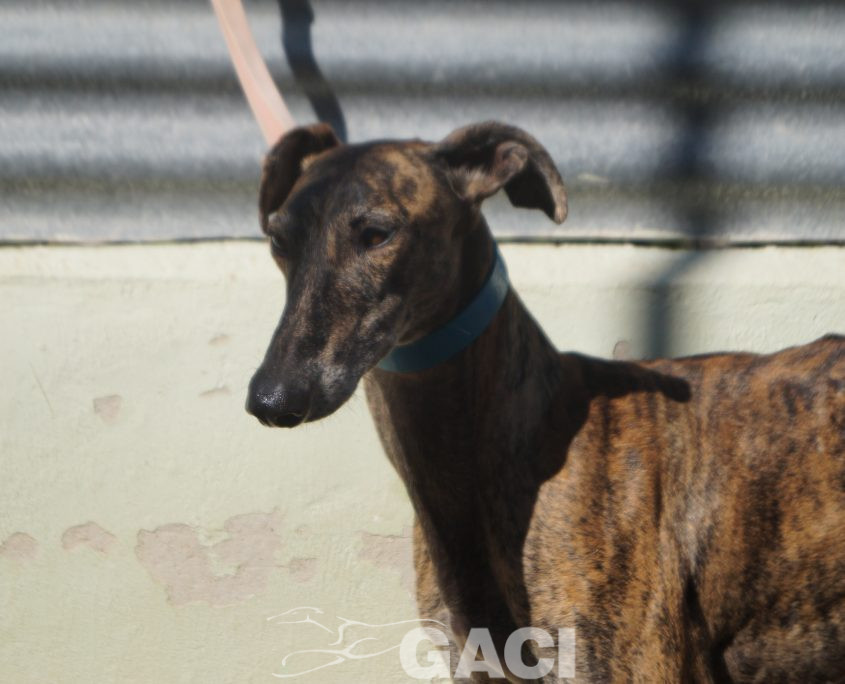 P201004_01 MERIDA H1,5 941000024053835 ( CEDIDA) (6)