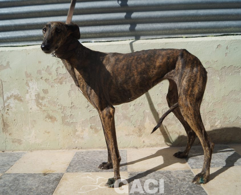 P201009_02 LINA H1,5 941000024372591 ( CEDIDA) (1)