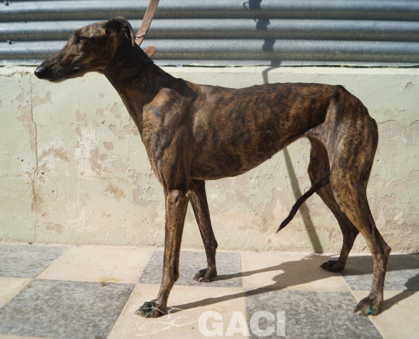 P201009_02 LINA H1,5 941000024372591 ( CEDIDA) (3)