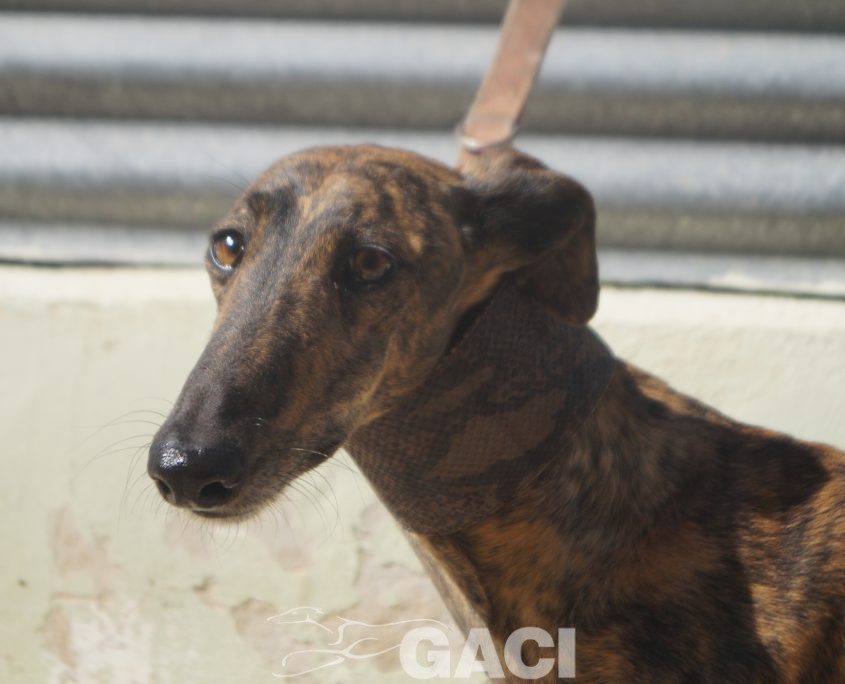 P201009_02 LINA H1,5 941000024372591 ( CEDIDA) (4)