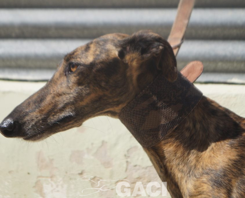 P201009_02 LINA H1,5 941000024372591 ( CEDIDA) (5)