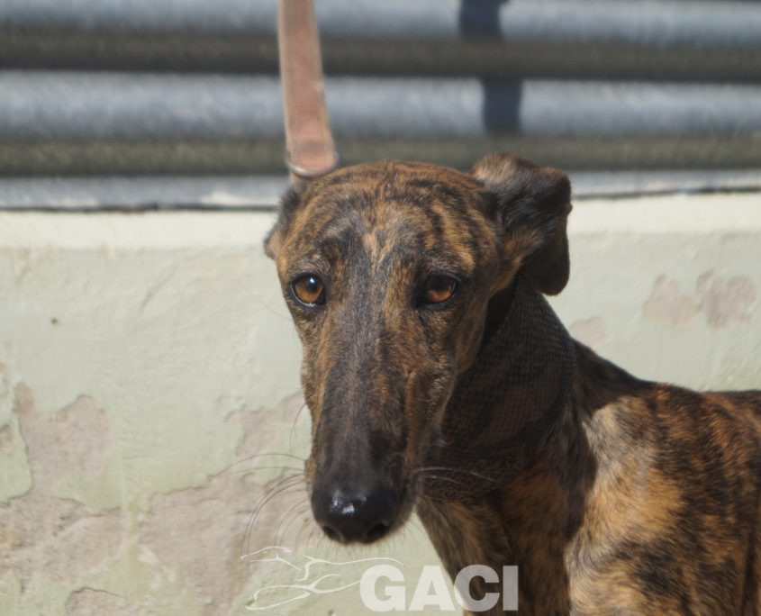 P201009_02 LINA H1,5 941000024372591 ( CEDIDA) (6)