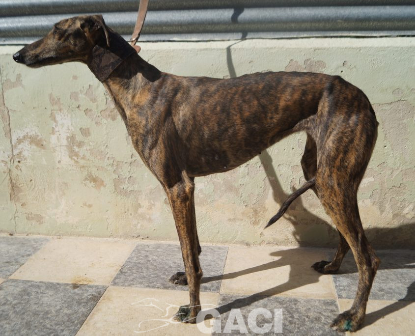 P201009_02 LINA H1,5 941000024372591 ( CEDIDA) (9)