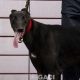 ALSTER-greyhound-M-Gaci (1)