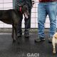 ALSTER-greyhound-M-Gaci (10)