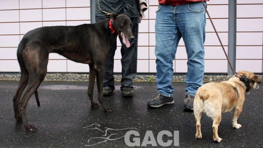 ALSTER-greyhound-M-Gaci (10)