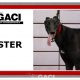 ALSTER-greyhound-M-Gaci (11)