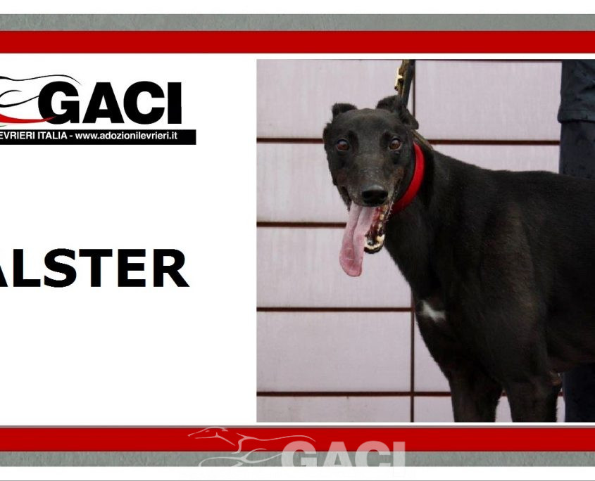 ALSTER-greyhound-M-Gaci (11)