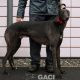ALSTER-greyhound-M-Gaci (2)
