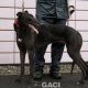 ALSTER-greyhound-M-Gaci (3)