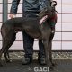ALSTER-greyhound-M-Gaci (4)