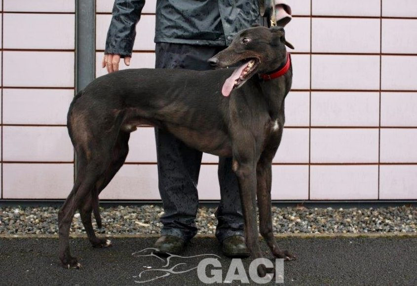 ALSTER-greyhound-M-Gaci (4)