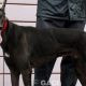 ALSTER-greyhound-M-Gaci (5)