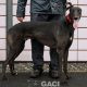 ALSTER-greyhound-M-Gaci (6)