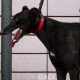 ALSTER-greyhound-M-Gaci (7)