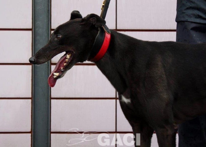ALSTER-greyhound-M-Gaci (7)