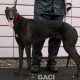 ALSTER-greyhound-M-Gaci (8)