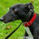 DREAMING-greyhound-GACI-01-09-2016-F (1)