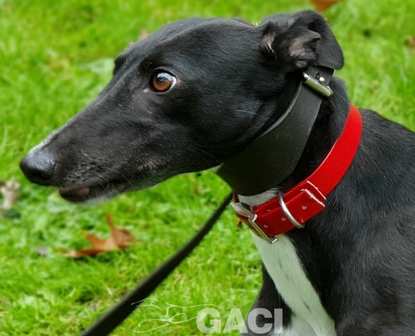 DREAMING-greyhound-GACI-01-09-2016-F (1)