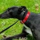 DREAMING-greyhound-GACI-01-09-2016-F (10)