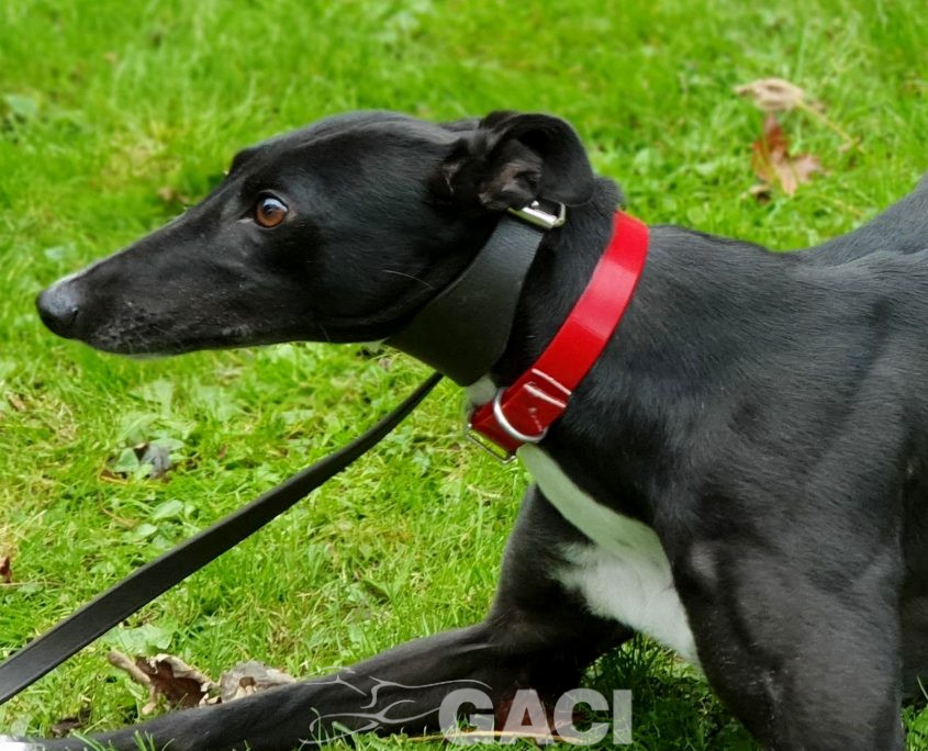 DREAMING-greyhound-GACI-01-09-2016-F (10)