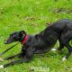 DREAMING-greyhound-GACI-01-09-2016-F (2)