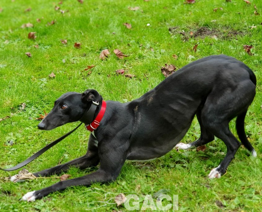 DREAMING-greyhound-GACI-01-09-2016-F (2)