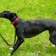 DREAMING-greyhound-GACI-01-09-2016-F (3)