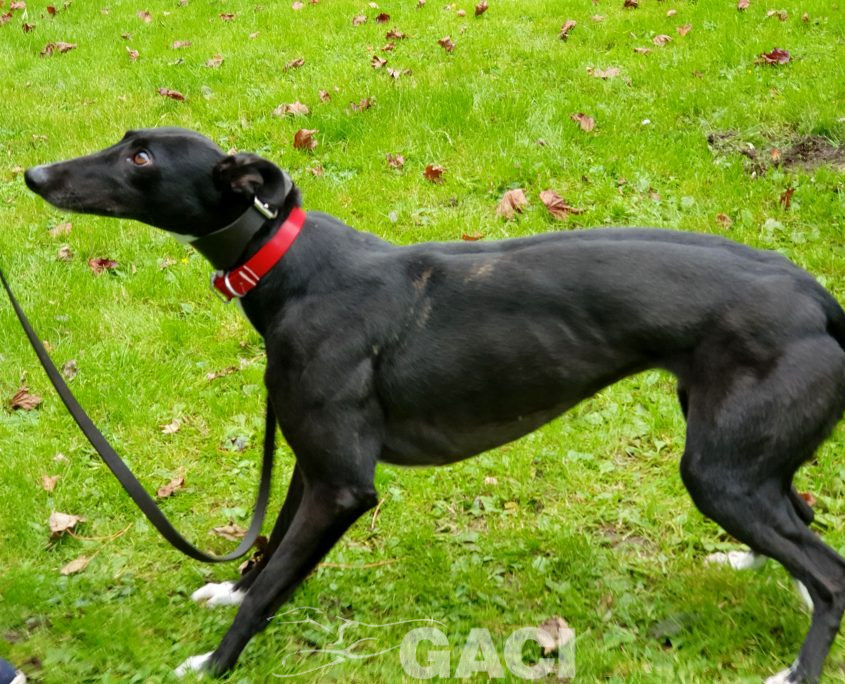 DREAMING-greyhound-GACI-01-09-2016-F (3)