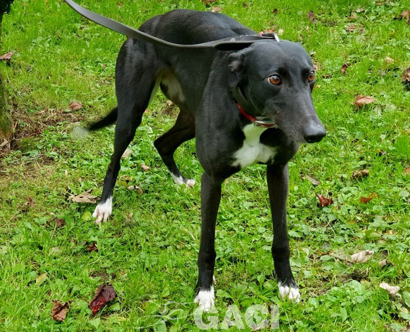 DREAMING-greyhound-GACI-01-09-2016-F (4)