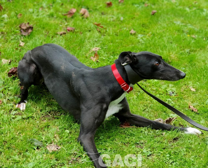 DREAMING-greyhound-GACI-01-09-2016-F (6)
