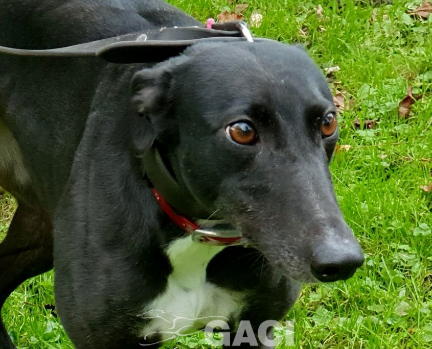 DREAMING-greyhound-GACI-01-09-2016-F (7)