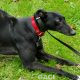 DREAMING-greyhound-GACI-01-09-2016-F (8)