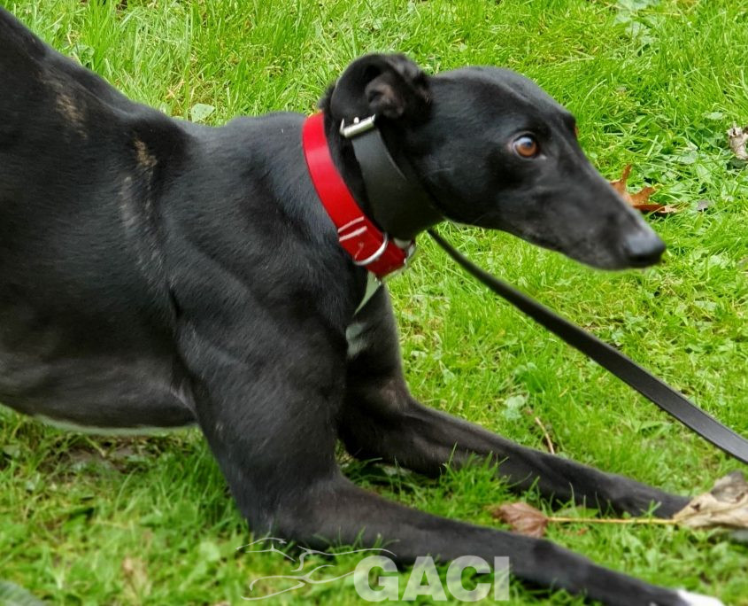 DREAMING-greyhound-GACI-01-09-2016-F (8)