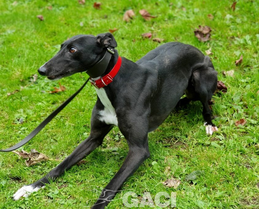 DREAMING-greyhound-GACI-01-09-2016-F (9)